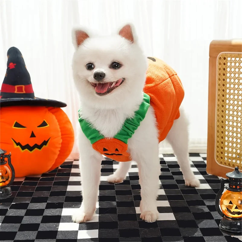 Funny Dog Halloween Pumpkin Lantern Transformation Outfit Halloween Dog Cat Two Legged Pet Cute Pumpkin Hat Dog Jacket